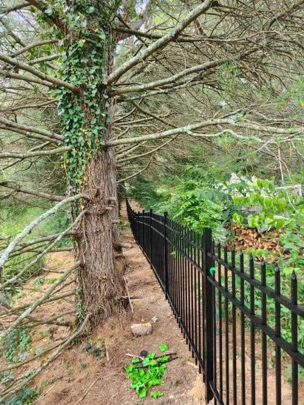 A tree with ivy growing on it beside a black metal fence in a wooded area.