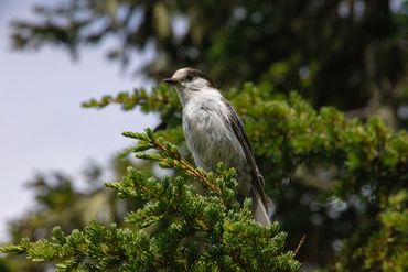 A Canada jay perches in a pine tree.