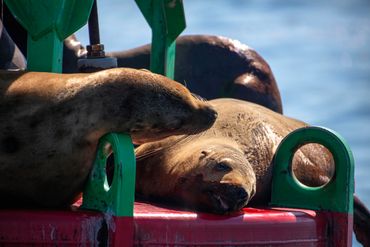 Two Steller sea lions laying on a buoy.