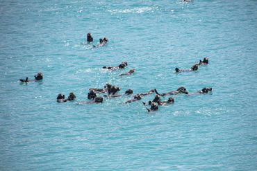 A group of otters floating in the ocean.