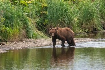 A brown bear stands in a shallow river.