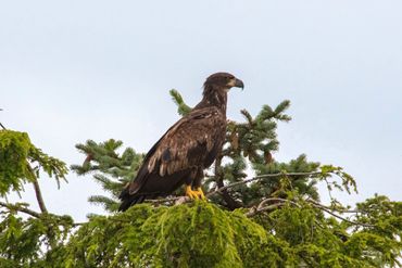 A juvenile bald eagle perches at the top of a tree.