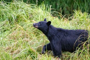 A black bear mid-step among tall grass.