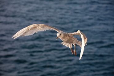 A juvenile gull flying over the ocean.