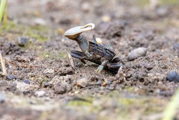 A small fiddler crab stands in the sand, waving its pincer above its head.