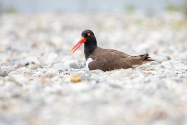 An American oystercatcher lays on the sand.