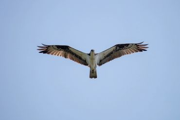 An osprey flies with wings spread.