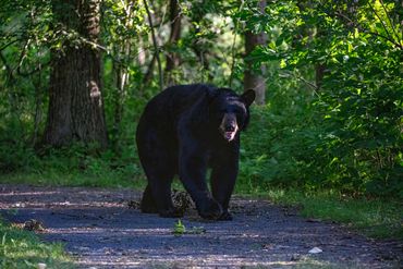 A black bear walks down a gravel path in the woods.