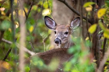 A white-tailed deer lays among the foliage, glancing over her shoulder towards the camera.