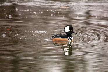 A male hooded merganser swims, leaving a ripple around him.
