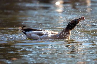 A mallard hybrid shakes water off its feathers.