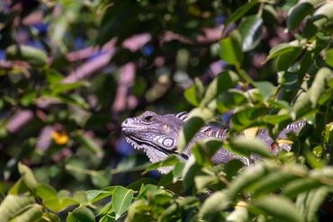 An iguana lounges in a tree, peeking out from the leaves.