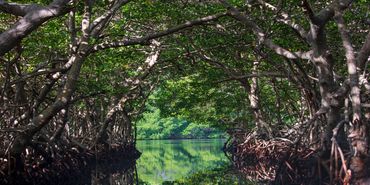 A tunnel made of mangrove branches. The water is reflected an emerald green.