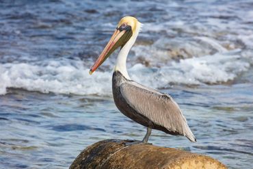 A brown pelican stands on a rock, the waves crashing in the background.