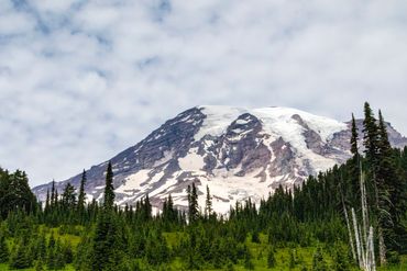 A landscape shot of Mount Rainier looming above the forest.