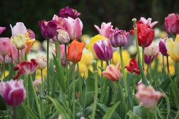 A field of tulips in various shades of red, yellow, pink, and purple.