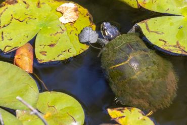 A painted turtle swims among the water lilies. Its shell is covered in moss.