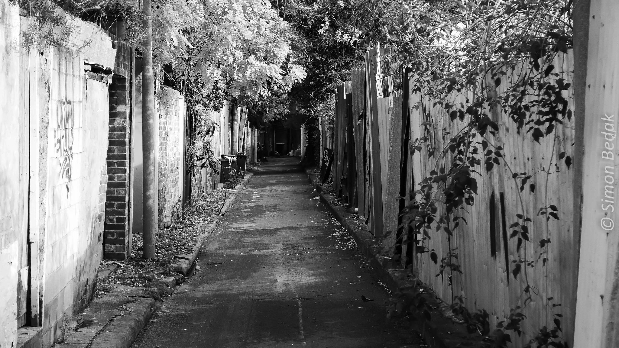 Black and white photo of a narrow alley with fences and leaves.