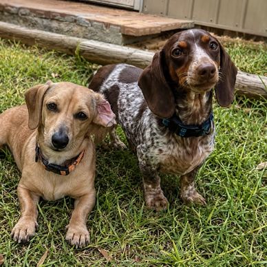 Two dachshunds sitting on grass outdoors.