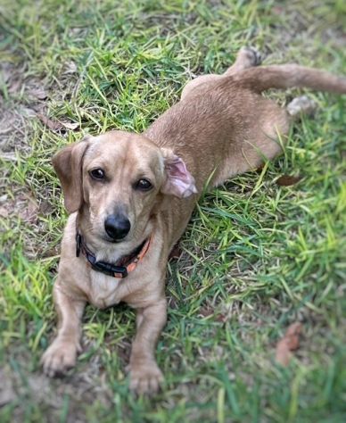 A brown dog lying on grass.