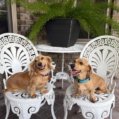 Two dogs sitting on white vintage chairs.