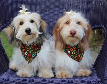 Two small dogs with bows and colorful bandanas sitting on a purple chair.