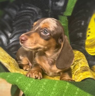 Cute dachshund puppy resting on a colorful blanket.