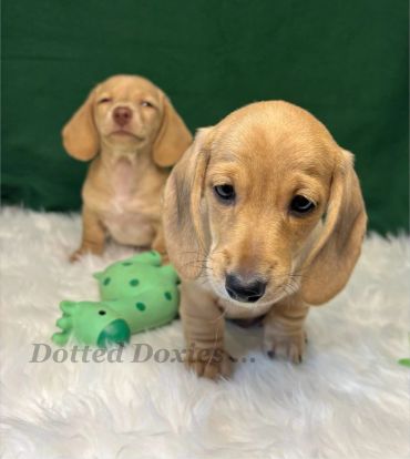 Two adorable dachshund puppies on a white rug with a green toy.