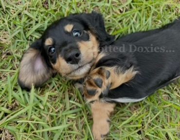 Cute black and tan dachshund puppy lying on grass.