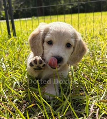 Adorable puppy licking its nose in the grass.
