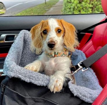 Cute small dog in a car seat.