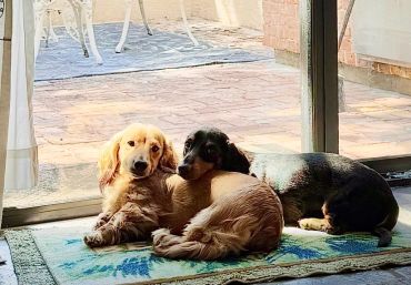 Two dogs snuggling by a sunny door.