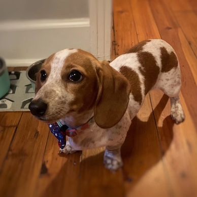 Brown and white dachshund on wooden floor.