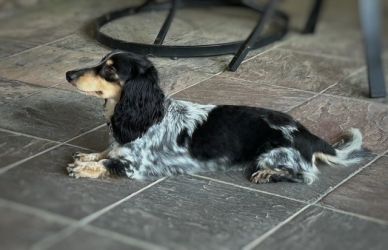 Black and white dachshund lying on tiled floor.