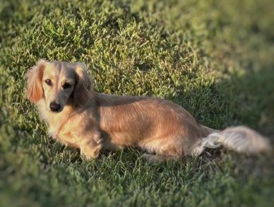 Long-haired dachshund lying on grass.