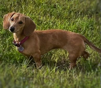 A small brown dachshund standing on grass.