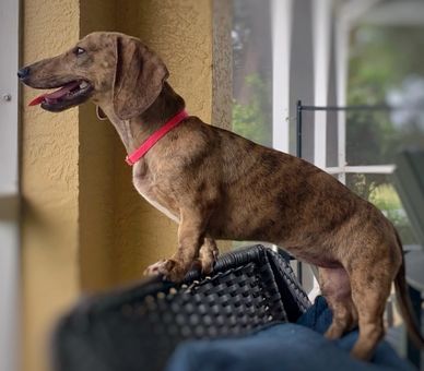 Brindle dachshund standing on a woven chair.