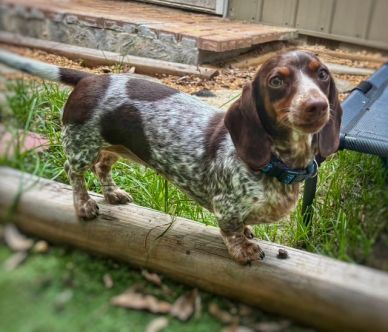 A brown and white dachshund standing on a wooden beam.