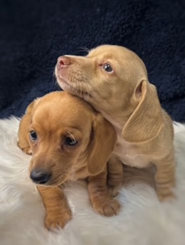 Two adorable dachshund puppies cuddling.