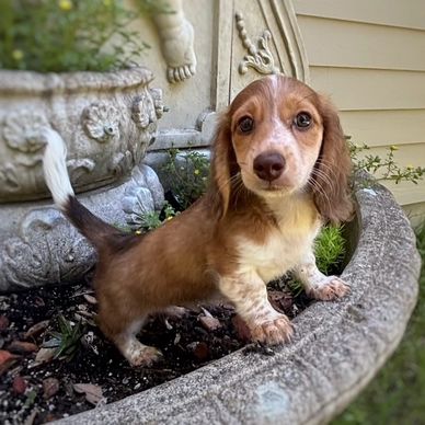 Cute brown and white puppy standing in a garden planter.