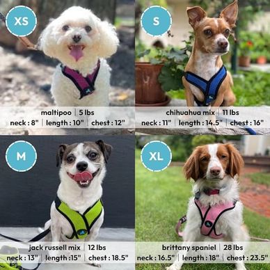 Four different dog breeds with size and measurement details.