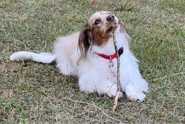 Dog lying on grass chewing a stick.