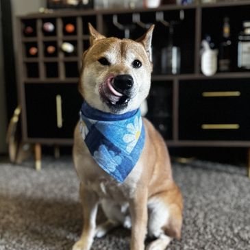 Shiba Inu wearing blue flower Tuckers Point Boutique bandana. 