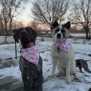 German shorthair Pointer and American Akita wearing pink Tuckers Point Boutique bandanas.