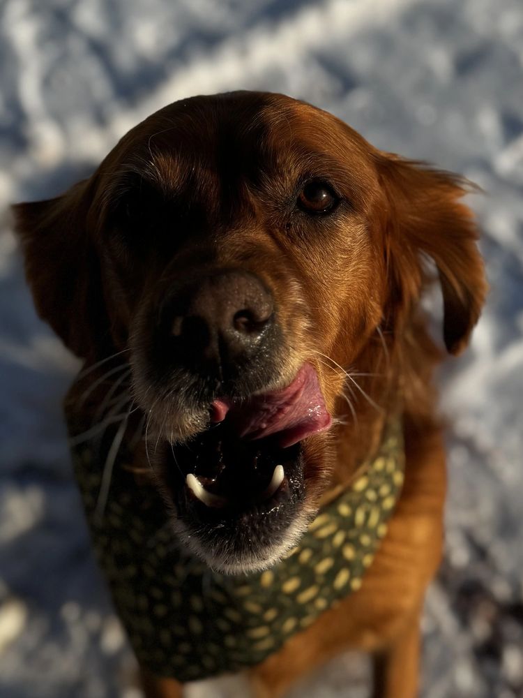 Dog wearing Tuckers Point Boutique bandana.