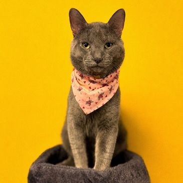 Cat wearing Tucker Point Boutique bandana. 