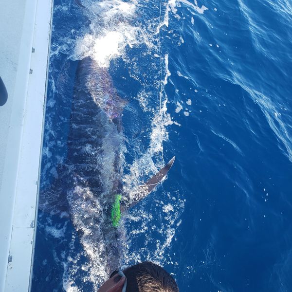 Bonaire blue marlin fishing charter