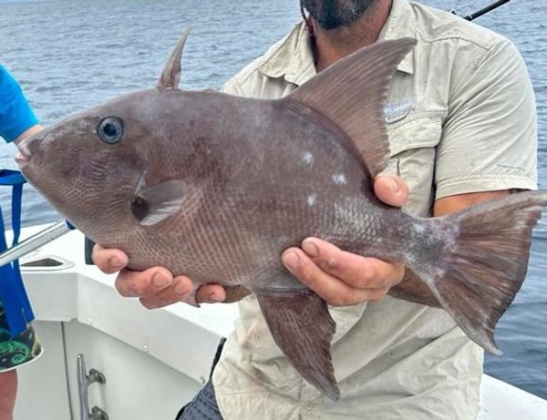 ocean triggerfish canthdermis sufflamen