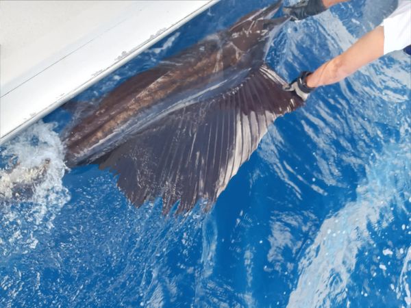 Istiophorus albicans Atlantic sailfish in Bonaire