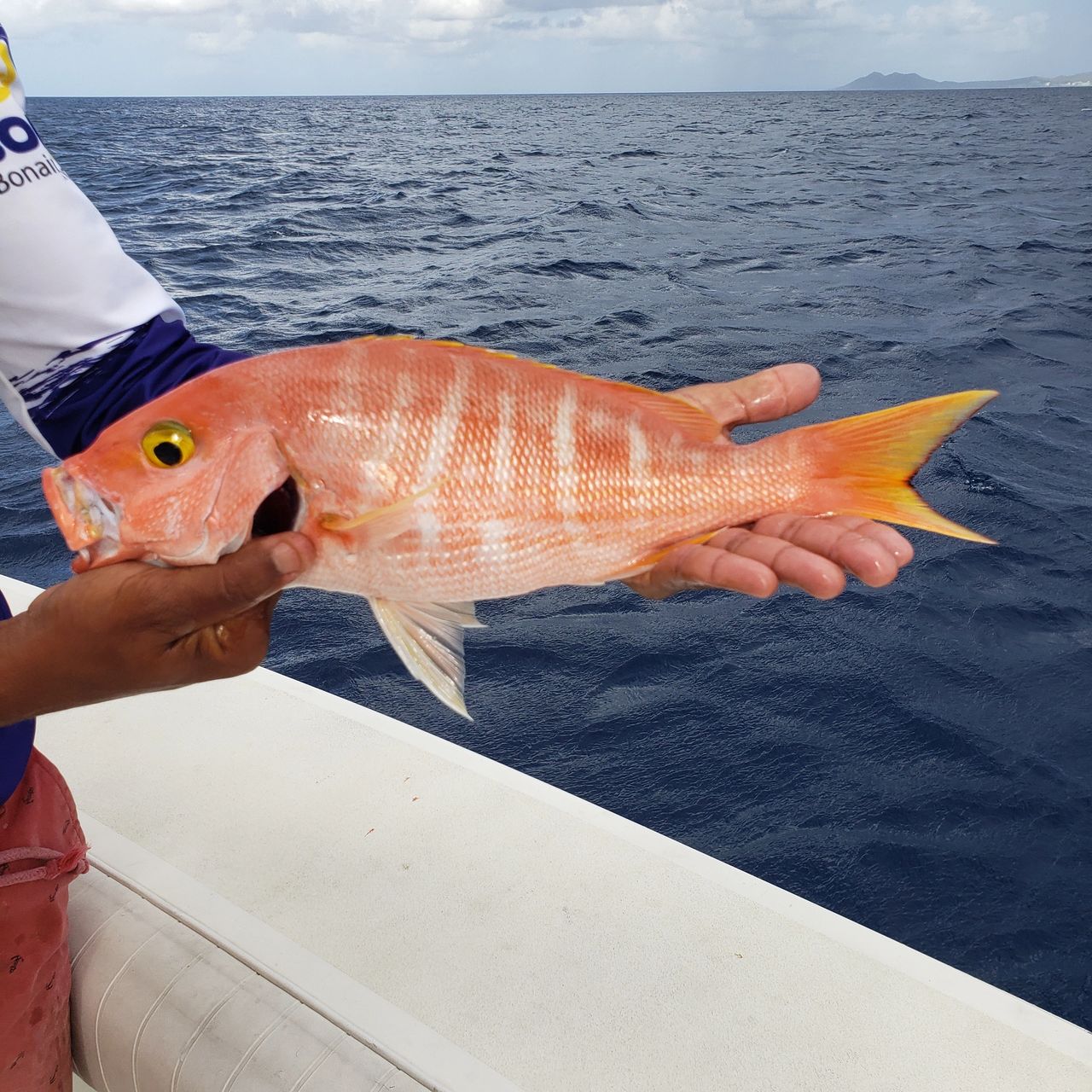 Yellow Eye Snapper Fishing Deep Dropping Bimini Bahamas 